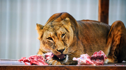 Hungry lioness eating piece of meat. African lioness (Panthera leo)