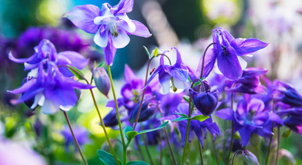 purple flowers in the garden