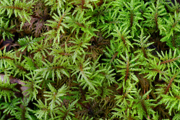 Pleurozium schreberi, the red-stemmed feathermoss or Schreber's big red stem moss