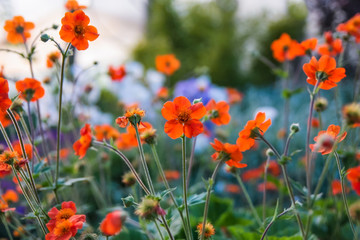 field of red poppies