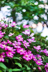 Fototapeta na wymiar pink flowers clematis in the garden