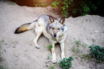 Grey Wolf (Canis lupus) Portrait