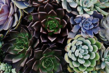 Fototapeta premium Arrangement of Lush Succulent Plants as Natural Background