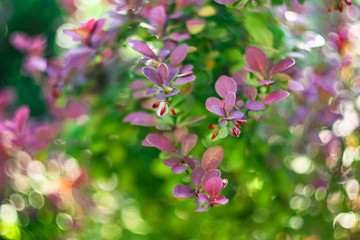 barbaris flowers in garden