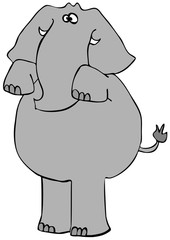 Gray elephant on its hind legs begging