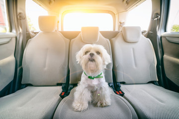 Dog in car sitting alone - Powered by Adobe