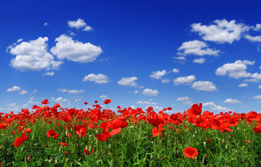 Idyllic view, meadow with red poppies blue sky in the background - obrazy, fototapety, plakaty