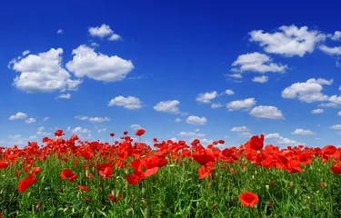 Foto op Plexiglas Idyllisch uitzicht, weide met rode klaprozen blauwe lucht op de achtergrond © Trutta