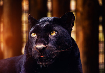 Beautiful black Panther