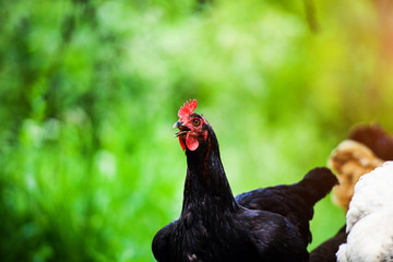 chicken on a farm