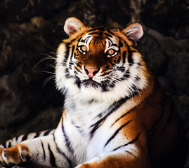 Beautiful amur tiger portrait
