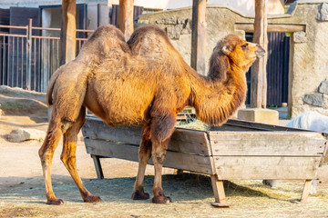 Bactrian two-humped camel, Camelus bactrianus. Liberec Zoo, Czech Republic.