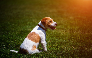Jack Russel Terrier dog outdoors in the nature on grass meadow on a summer day.