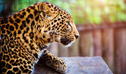 Portrait of a beautiful leopard