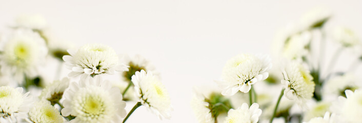 Flowers on a white background in a wide format. Panorama of flowers and white background for...