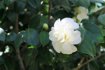 木漏れ日の中の白い椿