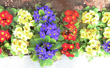 Colorful decorative flowers. Spring concept 