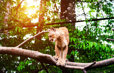 Mountain lion , cougar, puma portrait.