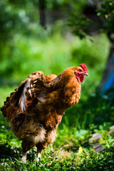 chicken on a farm