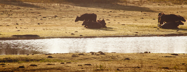 Wild Water Buffalo in Yala West National Park, Sri Lanka