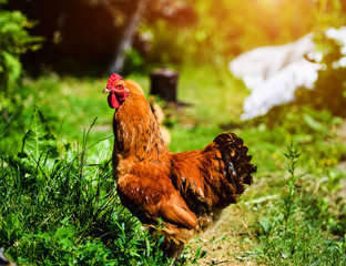chicken on a farm