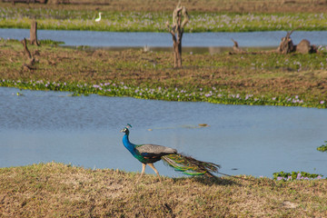 peacock in Yala National Park, Sri Lanka