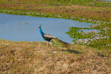 peacock in Yala National Park, Sri Lanka