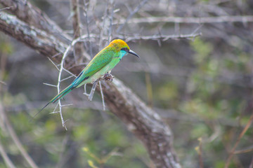 Close-up of a wonderful green bee-eater perched on a branch in Yala National Park, Sri Lanka