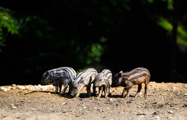 Young wild Boar