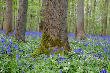 Wild flowers in the blue forest