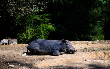 Wild boar in forest