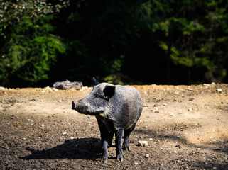Wild boar in forest