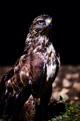 Common buzzard (Buteo buteo)
