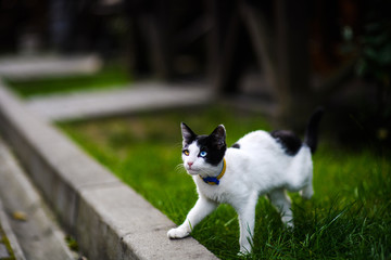 Cat with different colored eyes
