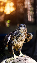 Common buzzard (Buteo buteo)
