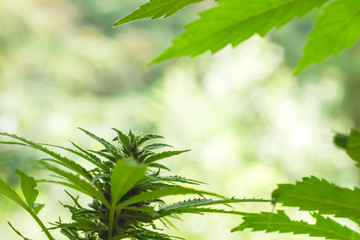 Cannabis plant flowering