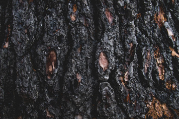 Burned tree bark detail