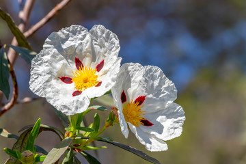 White rock-rose flowers with crimson markings