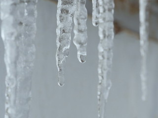 Obraz na płótnie Canvas Hanging icicles crystal ice Springtime