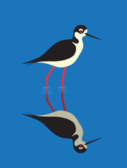 Black-necked Stilt bird (Himantopus mexicanus)