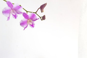pink Dendrobium on a white background