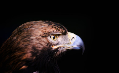 Common buzzard (Buteo buteo)