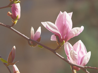branch of magnolia bloomed in springtime