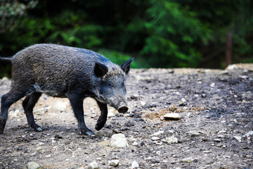 Wild boar in forest