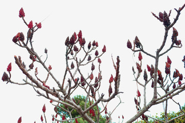 Staghorn sumac or Rhus typhina fruits on bare branches