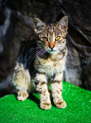 beautiful cat outside