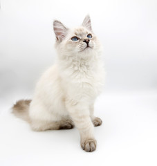 Neva Masquerade, Siberian kitten