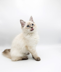 Fototapeta na wymiar Neva Masquerade, Siberian kitten