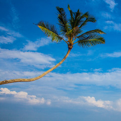 Coconut palm trees against blue sky