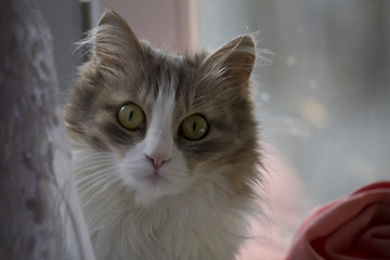 Beautiful grey cat sitting on windowsill and looking at camera